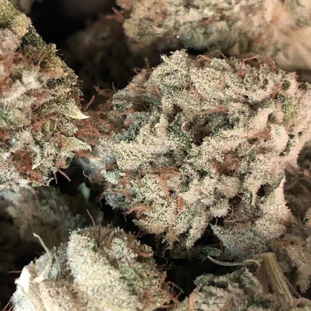 4/20 Weed Deals in Oregon: Rose City Wellness - Portland