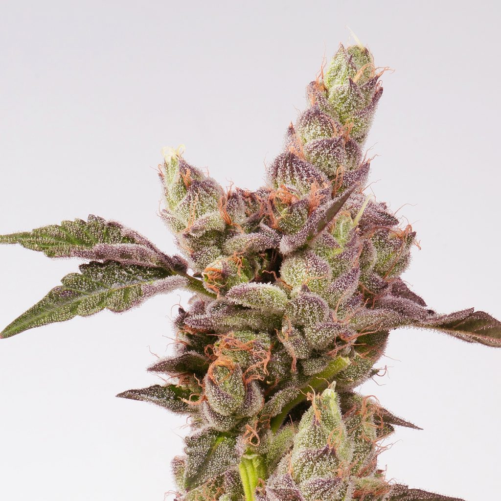 4/20 Weed Deals in Oregon: High Quality - Corvallis