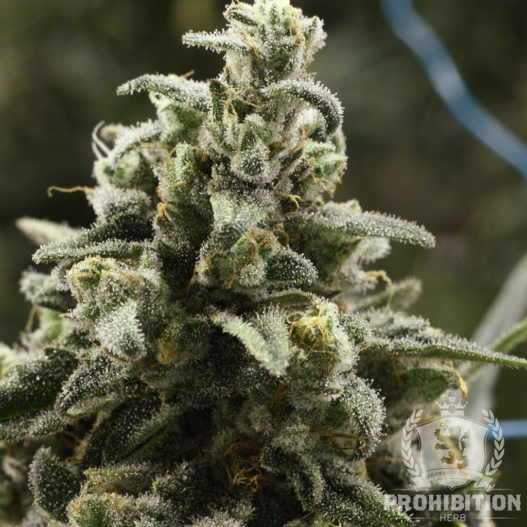 4/20 Weed Deals in Colorado: Prohibition Herb (fka Animals Herbal) - Durango