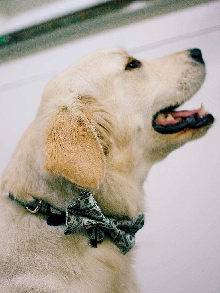 Dog wearing bow tie