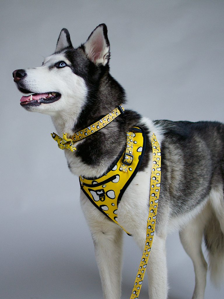 Husky in harness