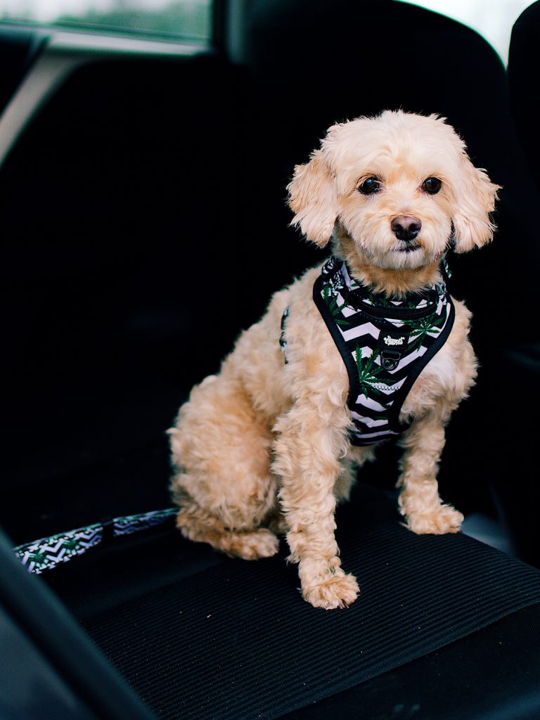 Dog in harness and seatbelt tether