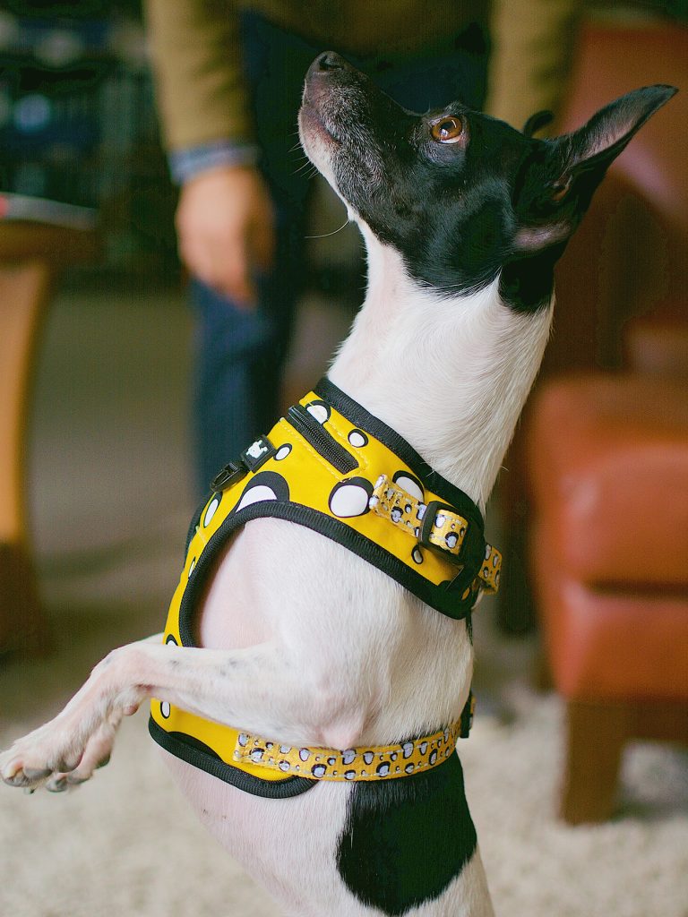 dog in cannabis-themed harness