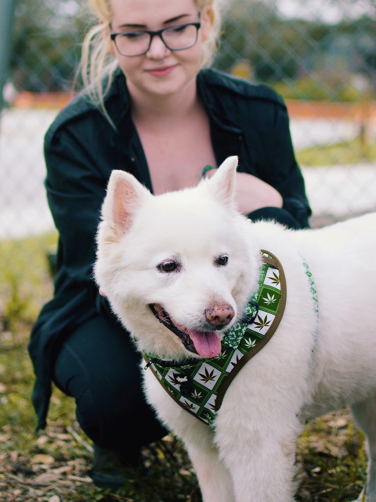 dog in harness