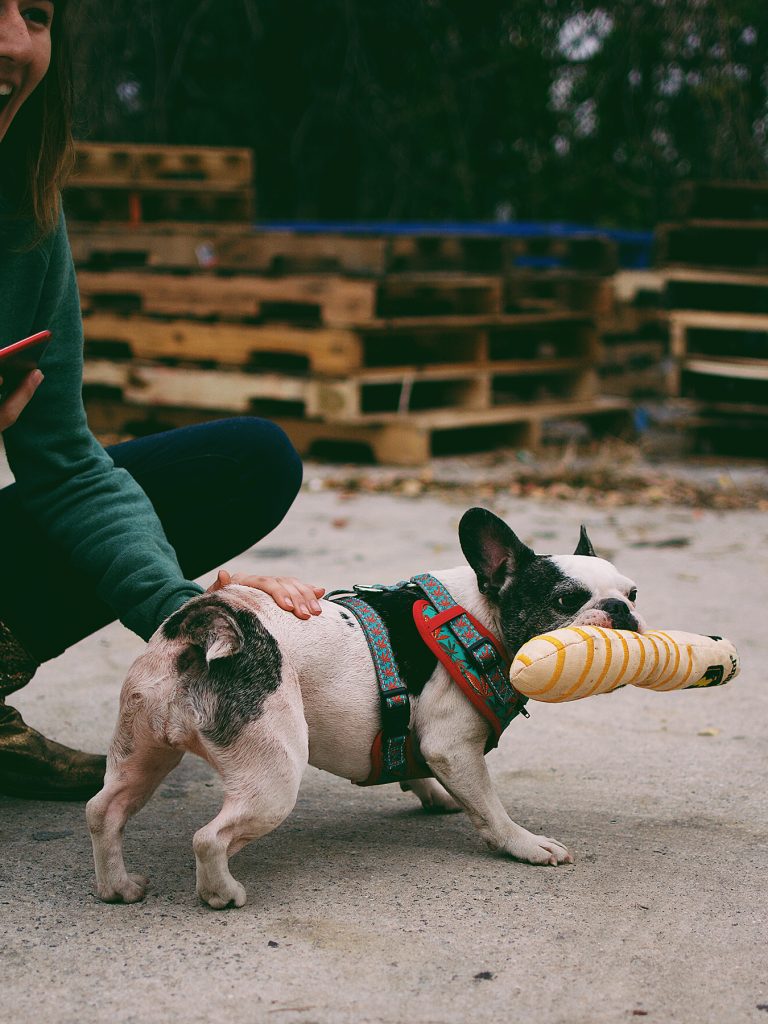 dog with cannabis-themed chew toy