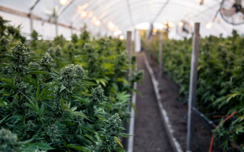 greenhouse-cannabis-grow