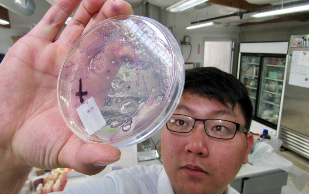 A California deadline for cannabis testing is causing turbulence in the supply chain. Above, a lab technician at Anresco Labs in San Francisco, CA. checks an agate plate for microbial growth. (Photo David Downs for Leafly)