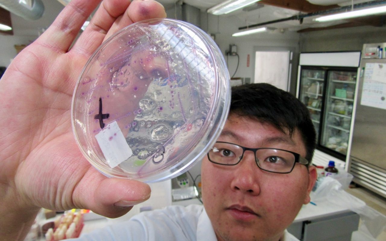 A California deadline for cannabis testing is causing turbulence in the supply chain. Above, a lab technician at Anresco Labs in San Francisco, CA. checks an agate plate for microbial growth. (Photo David Downs for Leafly)