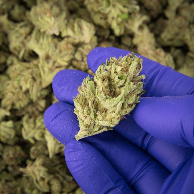 Compliant flowers must pass scrutiny for water content, pesticides, pathogens and potency.