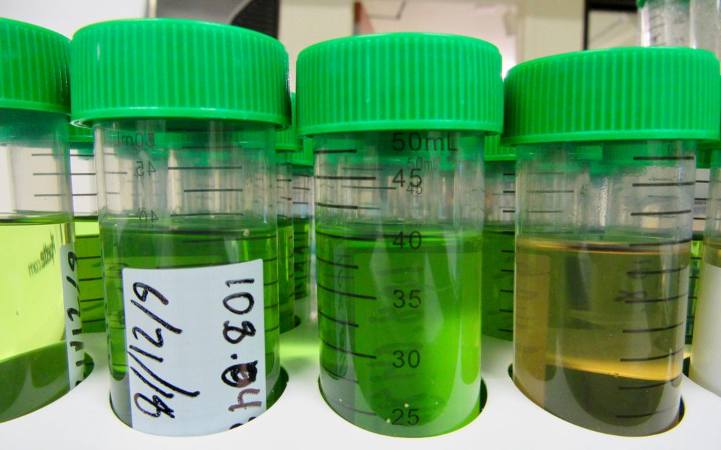 Cannabis samples await testing in a California lab. "Phase 3" testing for heavy metals commenced Jan. 1. (David Downs | Leafly)