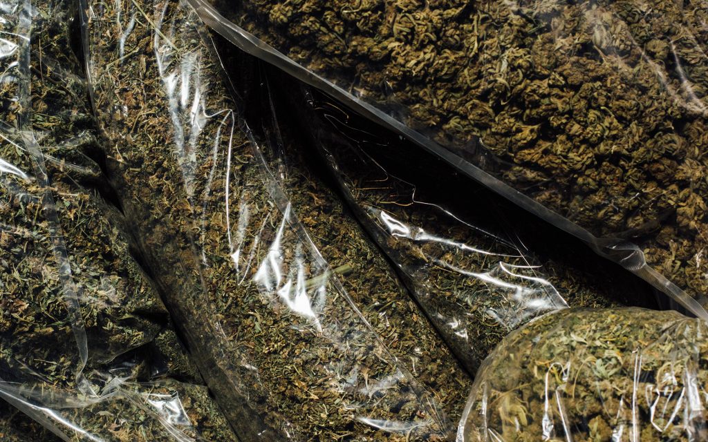 Heylo's cannabis extraction process: clean green and terpene rich weed flowers