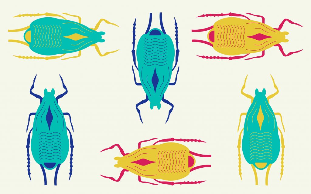 the curious case of the cannabis aphid header