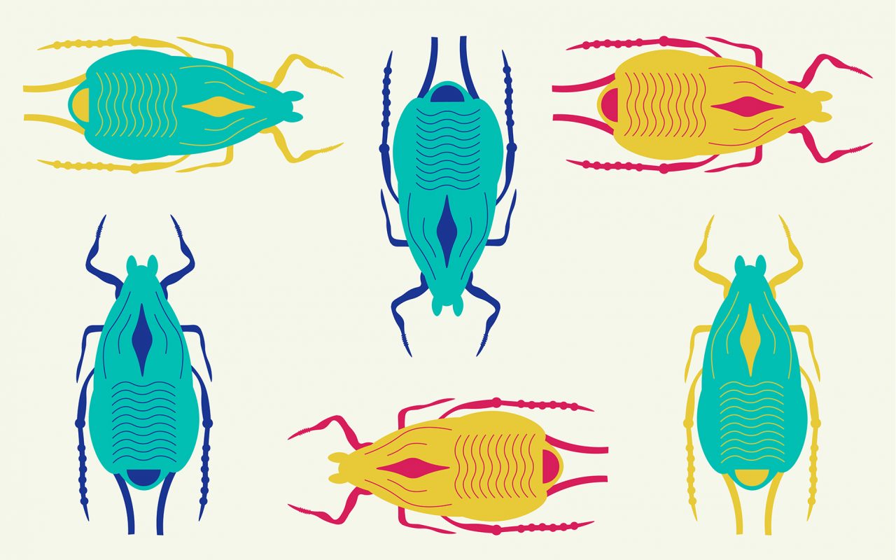 the curious case of the cannabis aphid header