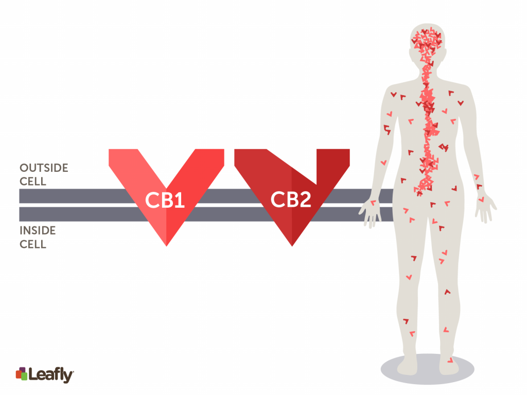 beta-caryophyllene marijuana strains for pain: CB1 & CB2 receptors