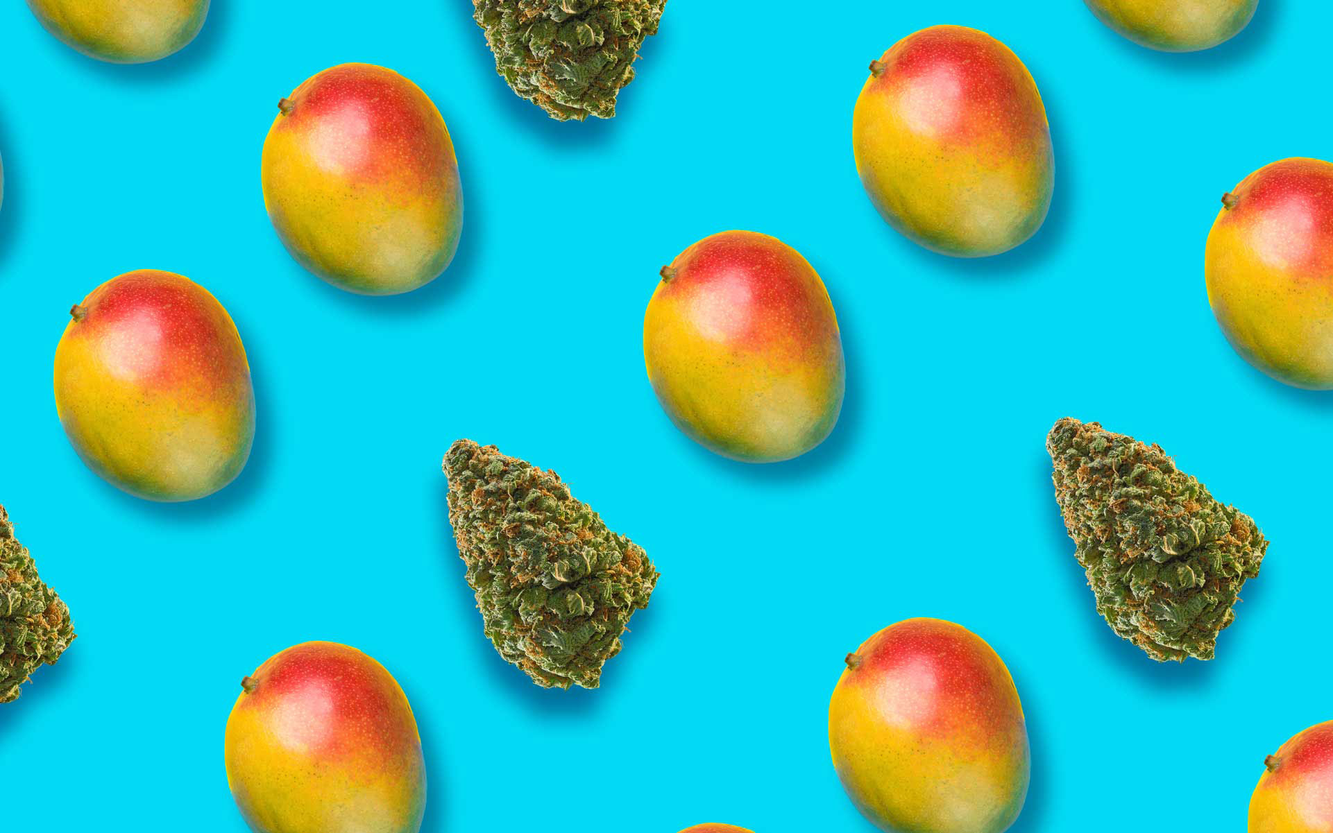 Craving the Tropics? Try a Strain That Tastes Like Mango