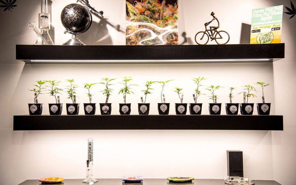 Marijuana clones for sale in Oregon: The New Amsterdam Portland