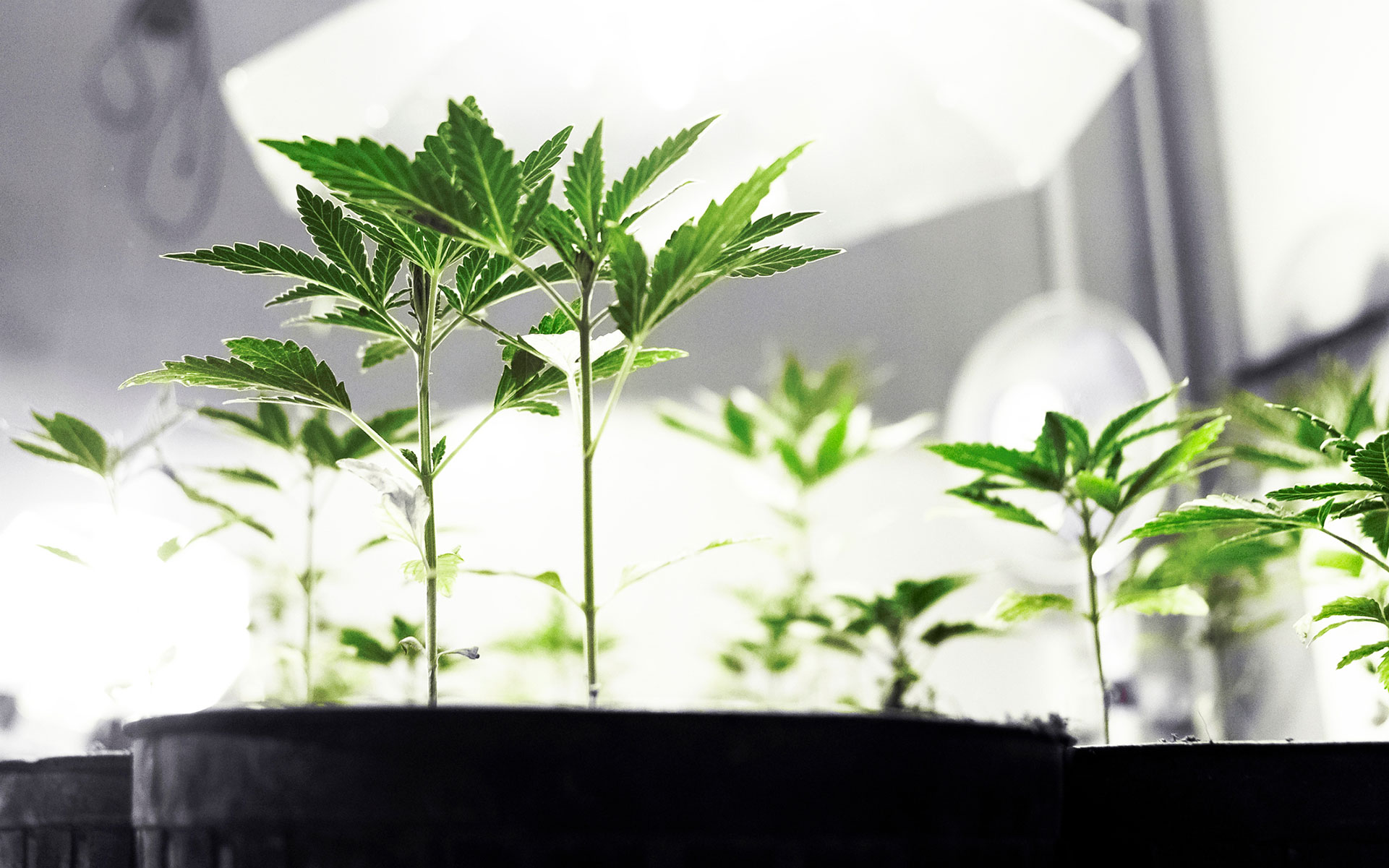 detroit-raid-medical-marijuana-header