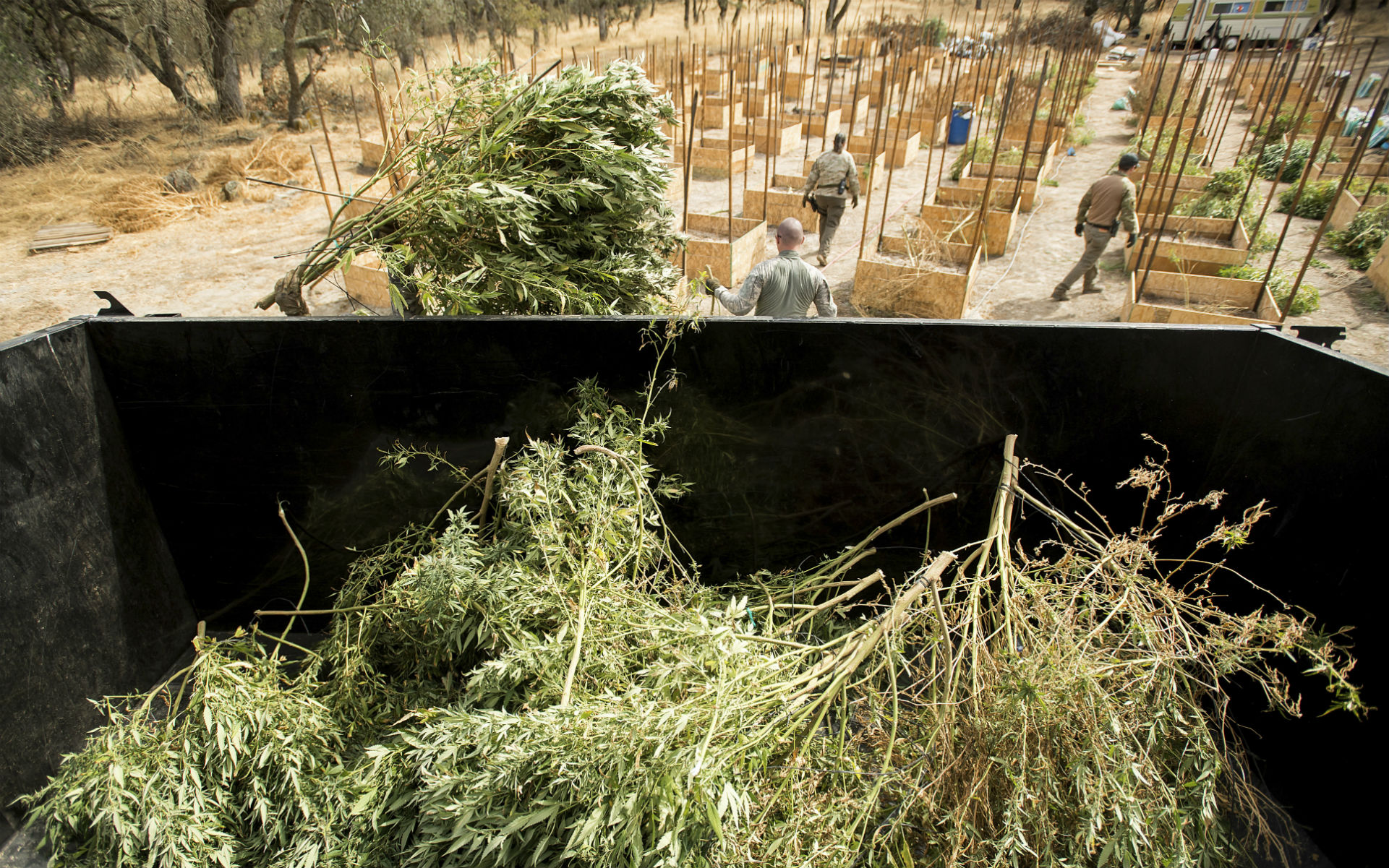 Calaveras_marijuana_ban_header