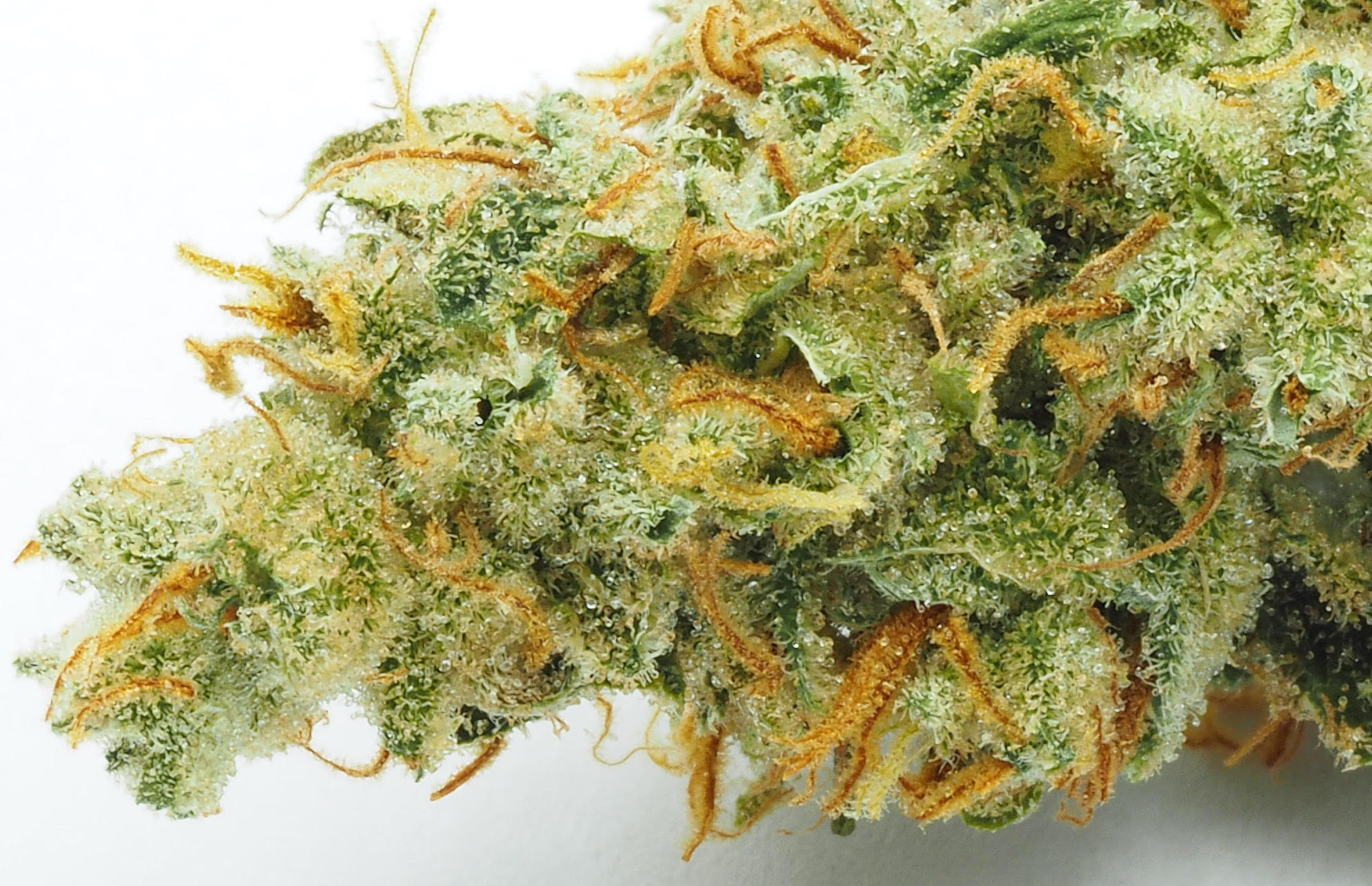 CRAFT Super Lemon Haze comes straight from the source in Amsterdam. (Courtesy CRAFT/SC Labs)