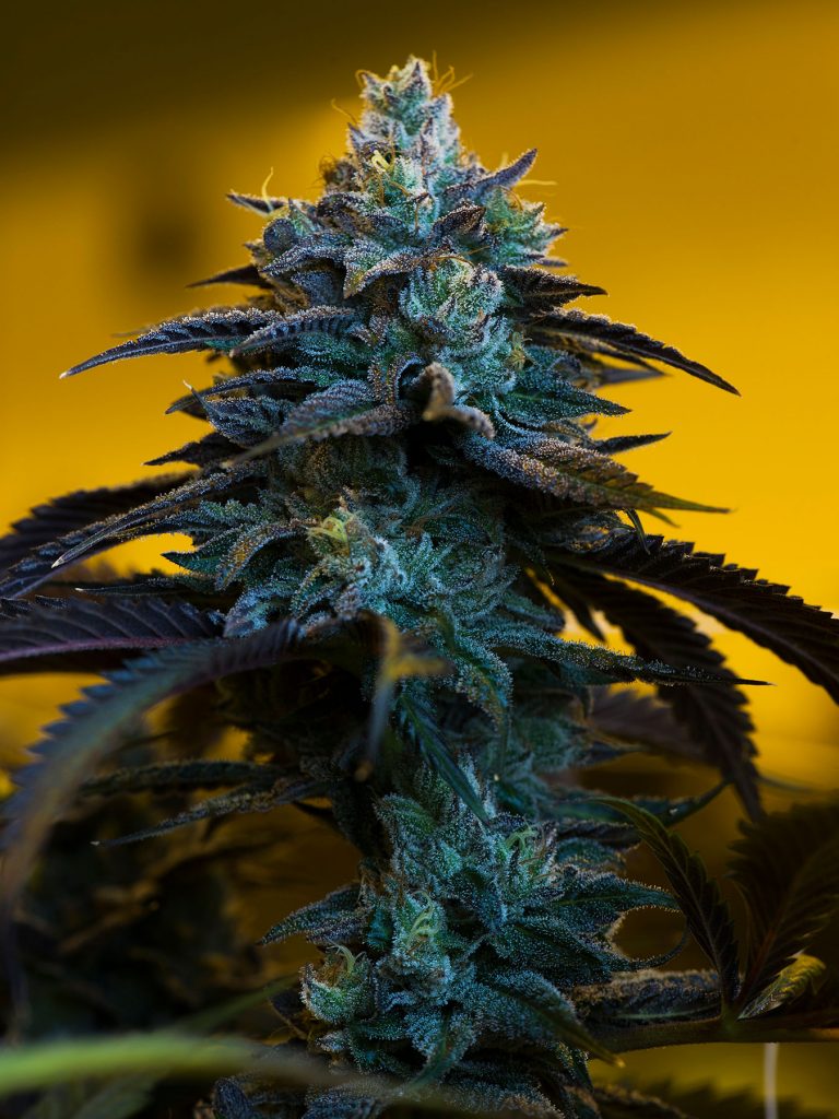Green Dot Labs full-spectrum extract: starting with quality buds