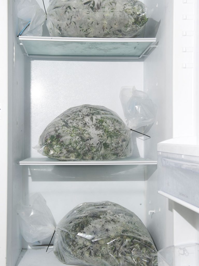 Green Dot Labs full-spectrum extract: freezing marijuana for potent oil