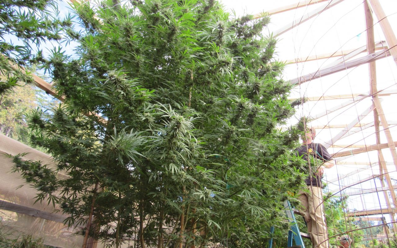 Plants at True Humboldt in California top 15 feet in 2015. (David Downs/Leafly)
