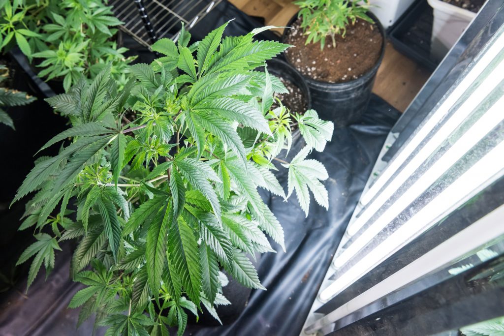 grow lights