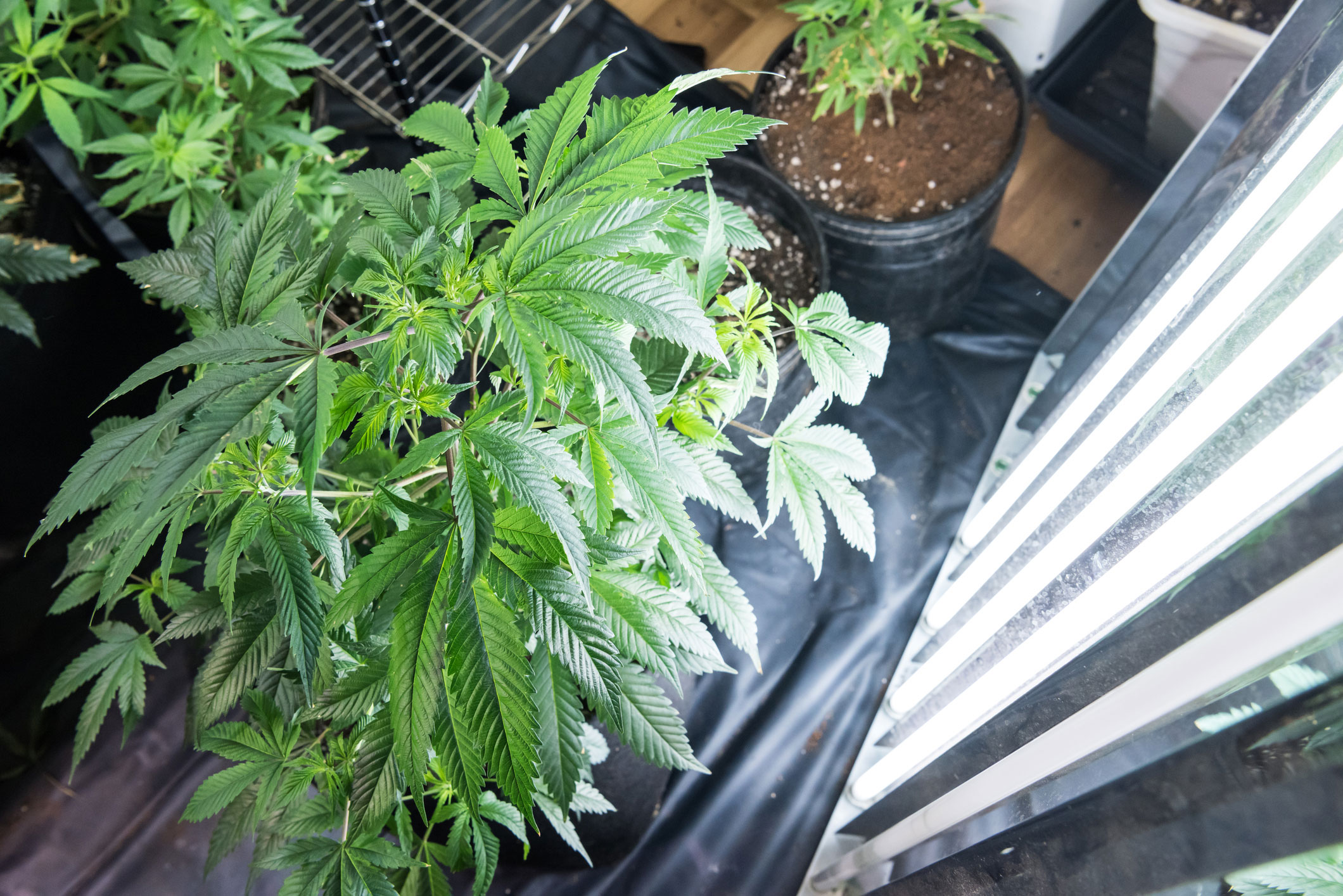 grow lights