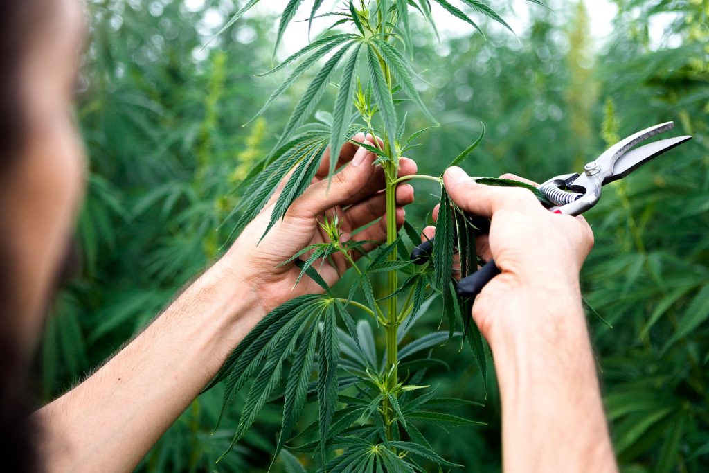 growing cannabis