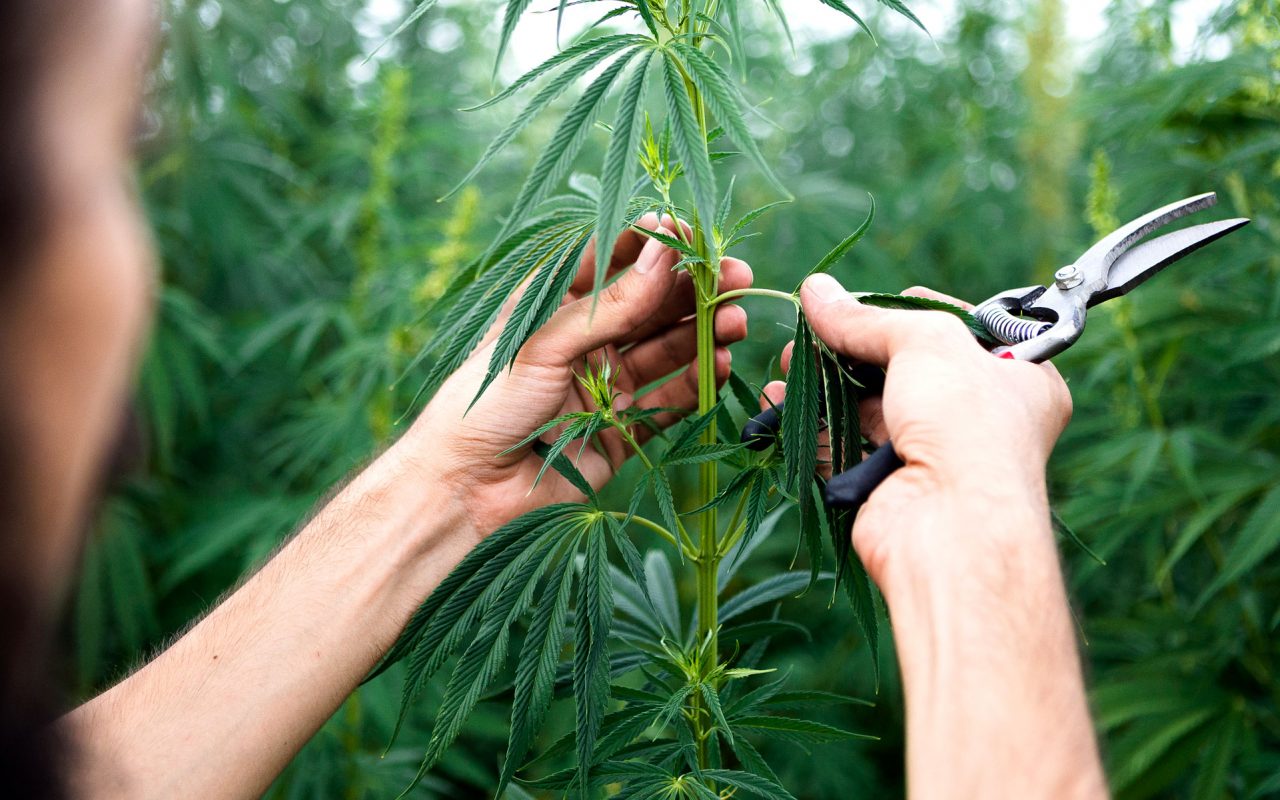 growing cannabis
