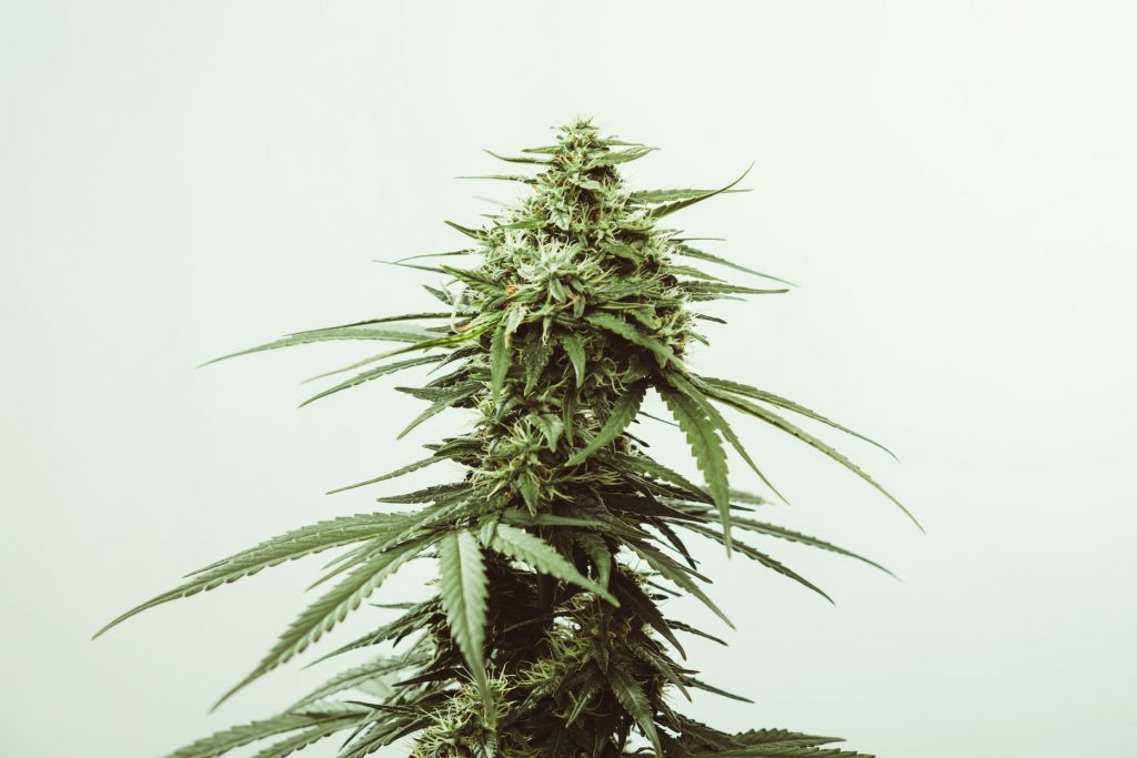 craft cannabis