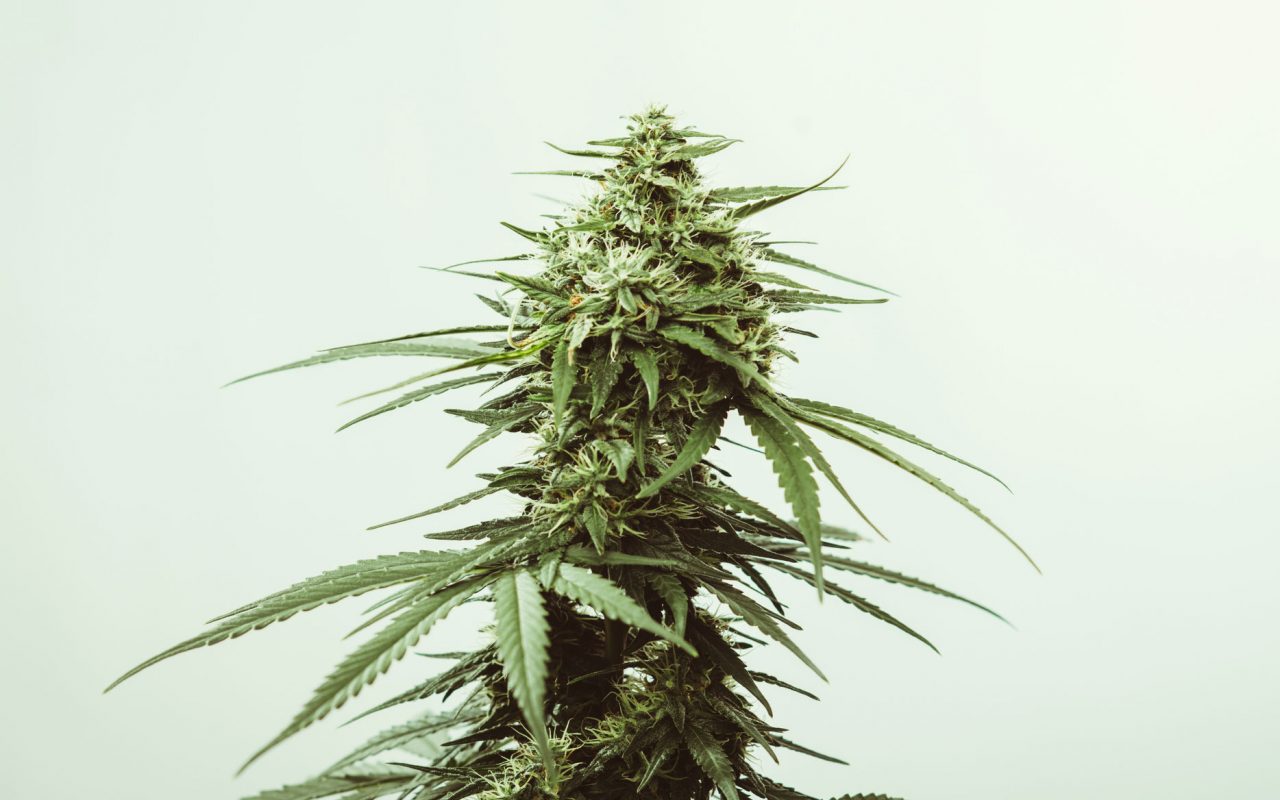 craft cannabis