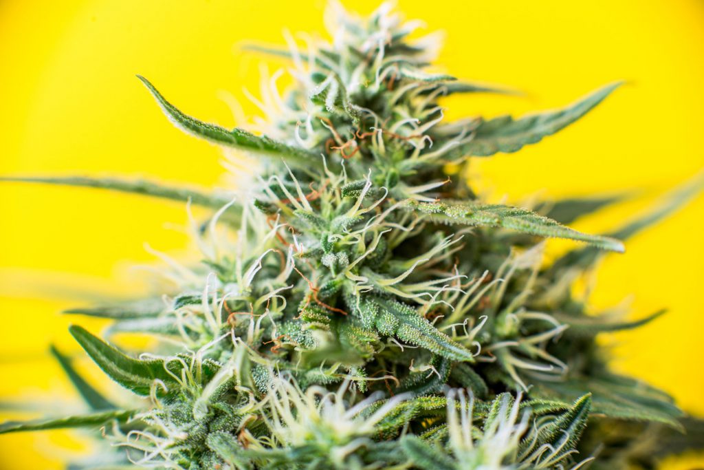 BC Bud
