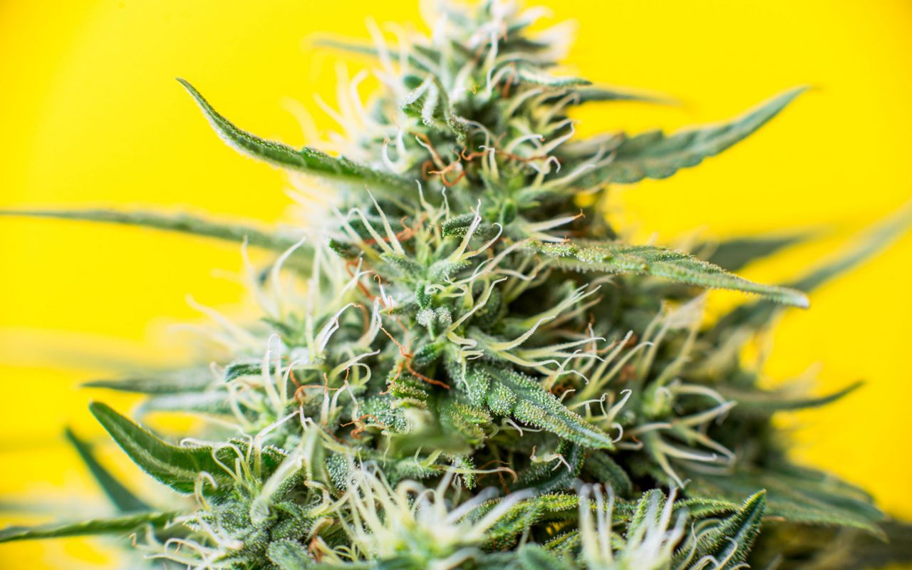 BC Bud