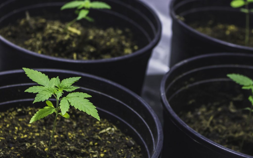 grow opps