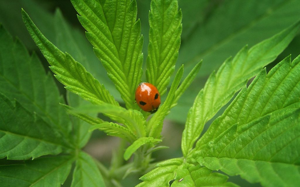 biocontrols and Chemical-Free Cannabis