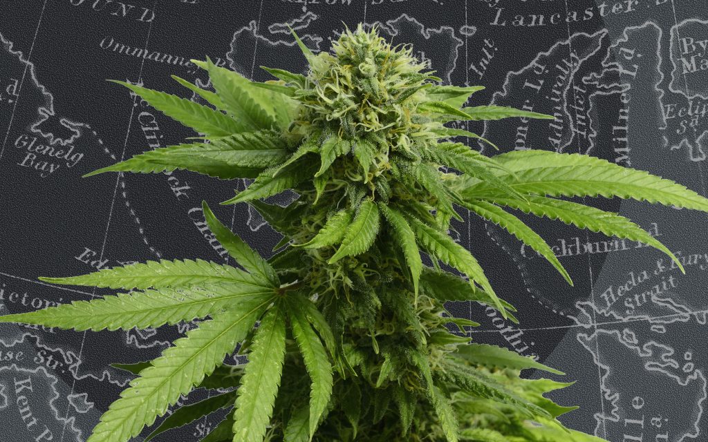 This Week in Cannabis Canada
