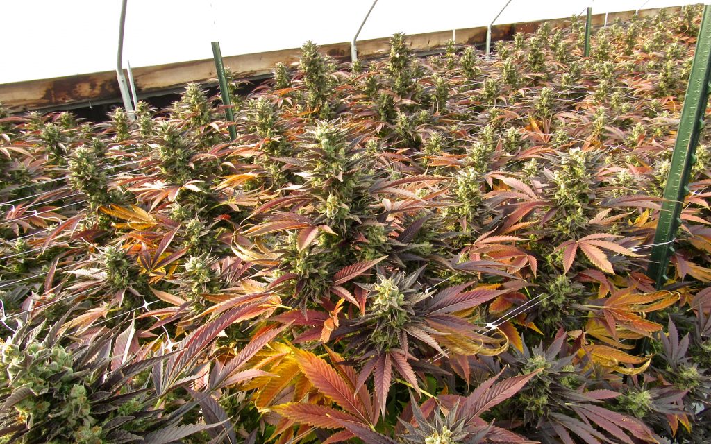Shop for riotous fall colors and a pungent aroma in outdoor buds this season. (David Downs/Leafly)
