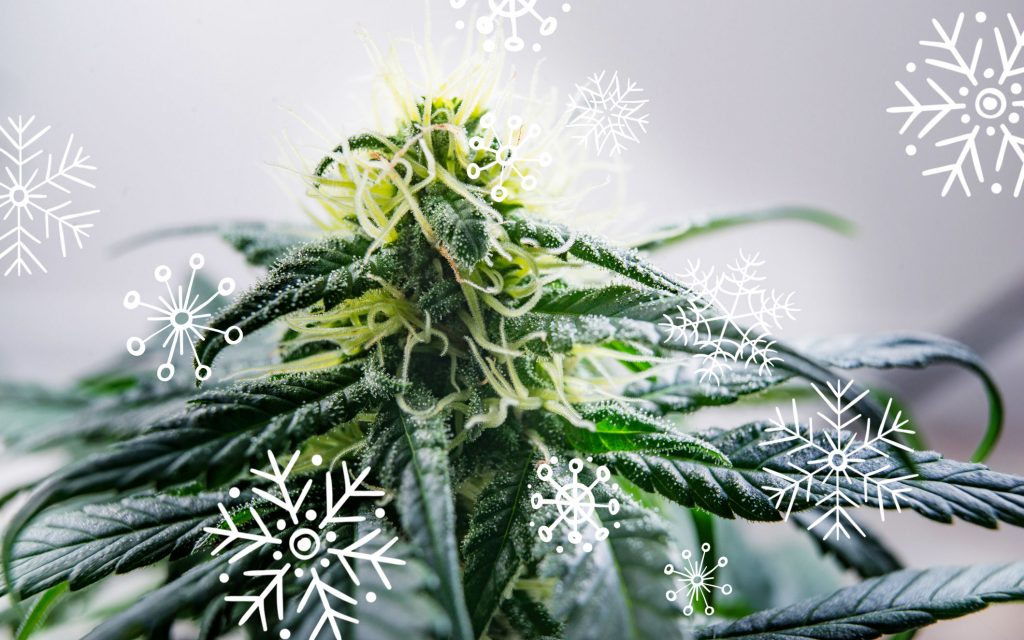 holiday holiday strains