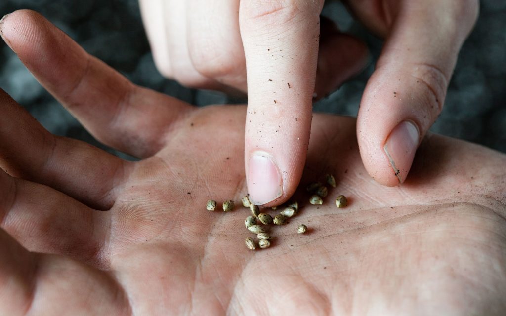seeds