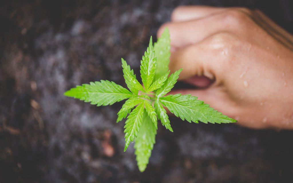 All cannabis politics is local, says Lanny Swerdlow, California cannabis activist, in an op-ed for Leafly.