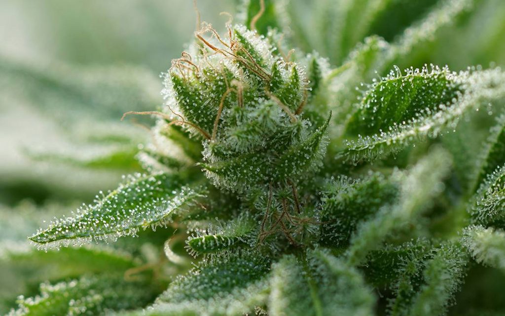 cannatonic high-cbd