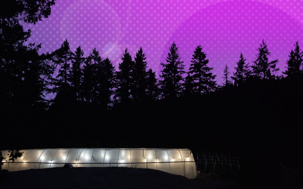this week in cannabis cannabis light pollution