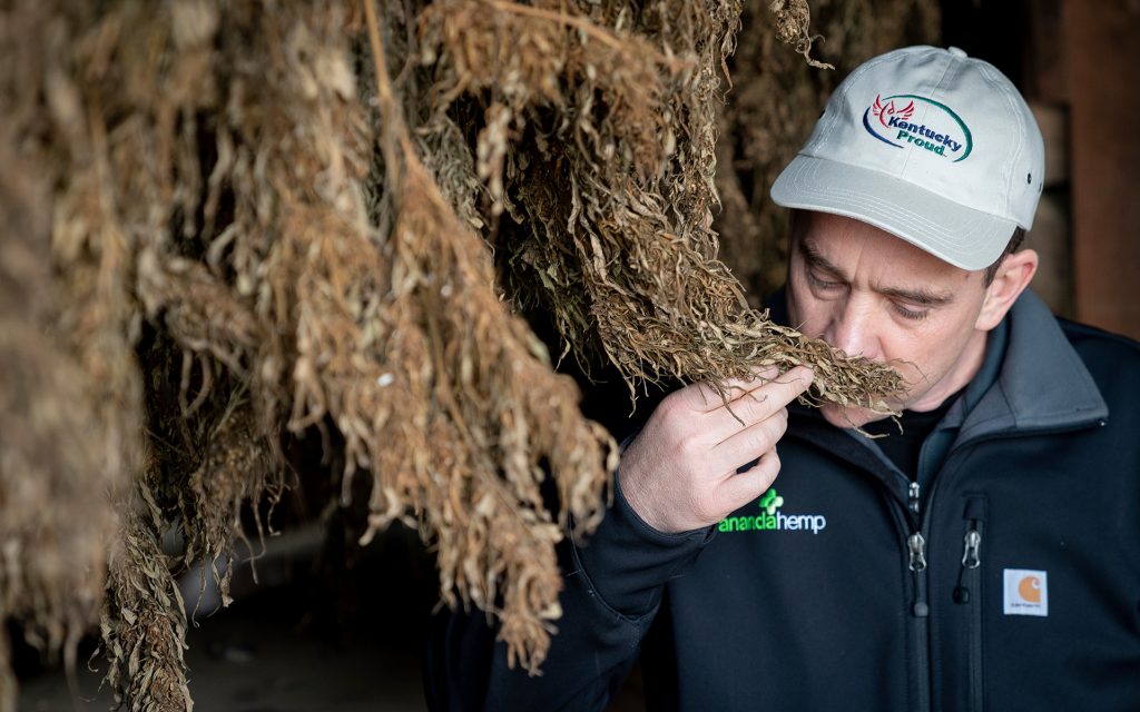 Road Hazards: Hemp interdictions are on the increase in the US. Above, a Kentucky hemp farmer inspects plants at Ananda Hemp. (AP FILE Bryan Woolston)