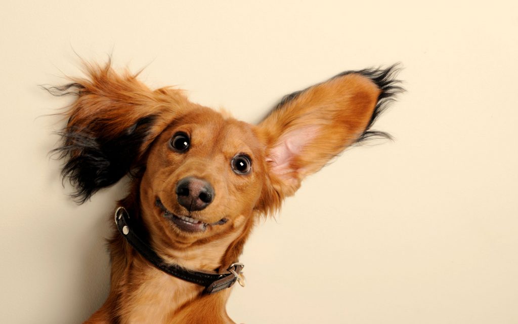 pets dog
