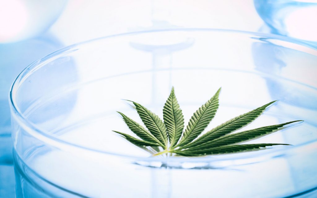 European Medical Cannabis Conference