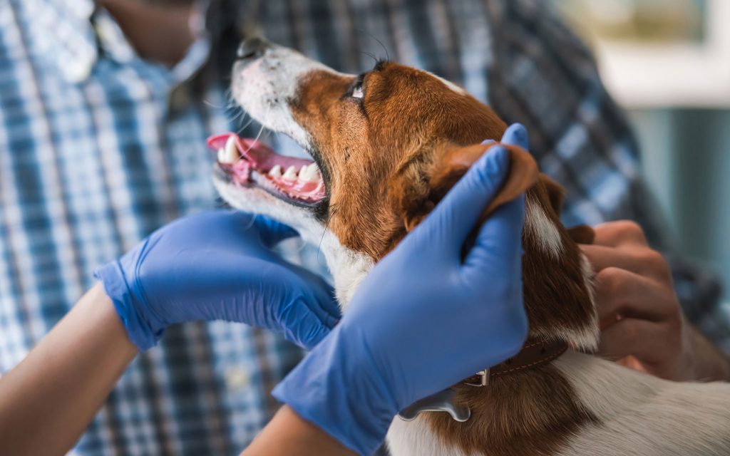 dog at vet