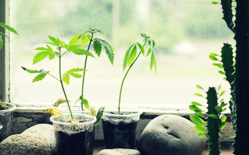 personal home grow