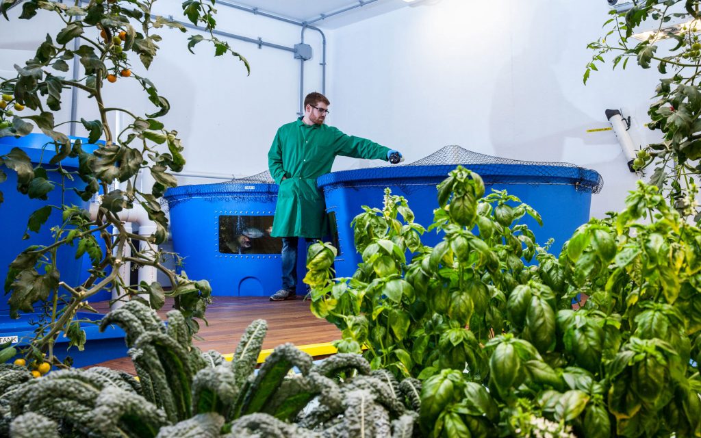 aquaponics grow indoors