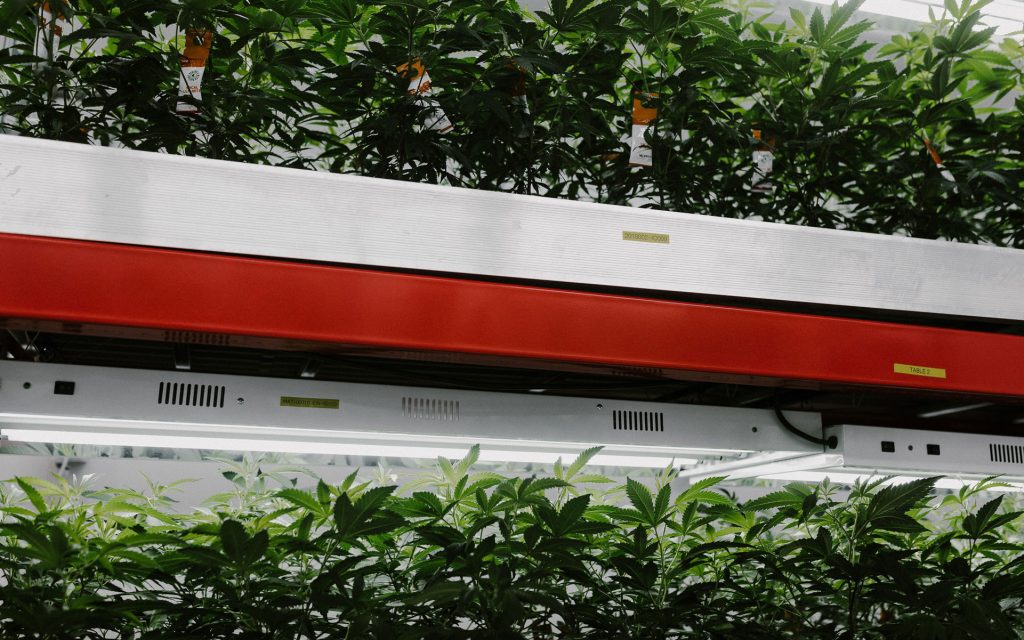 Highland grow
